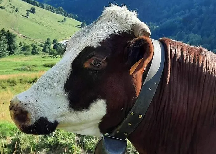 Au Refuge De Blanche فندق مبيت وإفطار *